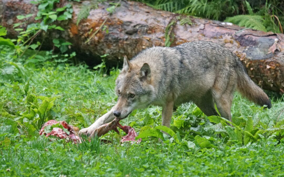 Bevölkerung und Schafe brauchen mehr Schutz